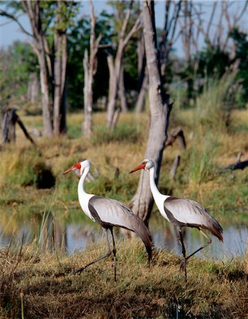 simsearch:400-05145913,k - Two Wattled cranes in the Moremi Wildlife Reserve.These distinctive birds are wary and generally uncommon.Moremi incorporates Chiefs Island and was the first reserve in Africa to be created by indigenous Africans. Foto de stock - Con derechos protegidos, Código: 862-03820228