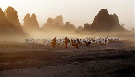 Lac Abbe, à la frontière entre Djibouti et l'Éthiopie, est le dernier d'une série de lacs alcalins dans lequel la rivière Awash se dissipe.Bétail appartenant au peuple nomade Afar paître cette région rude, balayées par le vent. Photographie de stock - Rights-Managed, Code: 862-03820285