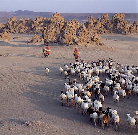 Lake Abbe, on the border of Djibouti and Ethiopia, is the last in a line of alkaline lakes in which the Awash River dissipates. Livestock belonging to the nomadic Afar people graze this harsh, windswept region. Stock Photo - Rights-Managed, Code: 862-03820290
