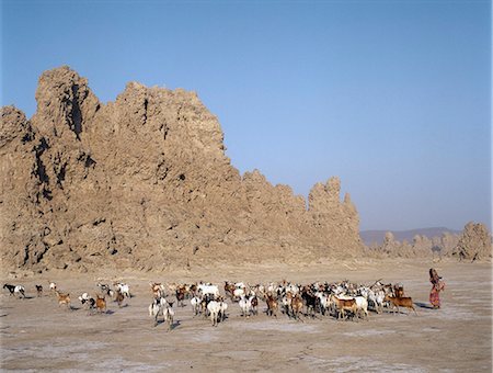 Lake Abbe, on the border of Djibouti and Ethiopia, is the last in a line of alkaline lakes in which the Awash River dissipates.Livestock belonging to the nomadic Afar people graze this harsh, windswept region. Foto de stock - Con derechos protegidos, Código: 862-03820291