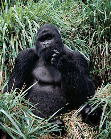 simio - The beautiful montane forest ecosystem of the Virunga Volcanoes is the habitat of one of natures rarest large mammals, the mountain gorilla, which lives in forests between 9,000 and 11,000 feet. Foto de stock - Con derechos protegidos, Código: 862-03820304