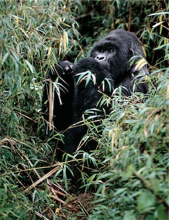 democratic republic of the congo - The beautiful montane forest ecosystem of the Virunga Volcanoes is the habitat of one of natures rarest large mammals, the mountain gorilla, which lives in forests between 9,000 and 11,000 feet. Stock Photo - Rights-Managed, Code: 862-03820307