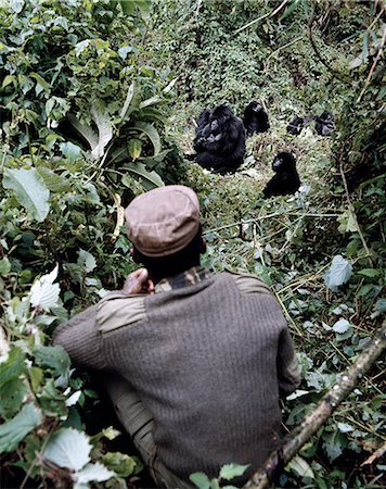 singe (primate) - L'écosystème de la forêt de montagne belle des volcans des Virunga est l'habitat de l'un des rares grands mammifères de natures, le gorille des montagnes, qui vit dans les forêts entre 9 000 et 11 000 pieds. Photographie de stock - Rights-Managed, Code: 862-03820303