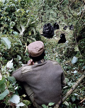 simio - The beautiful montane forest ecosystem of the Virunga Volcanoes is the habitat of one of natures rarest large mammals, the mountain gorilla, which lives in forests between 9,000 and 11,000 feet. Foto de stock - Con derechos protegidos, Código: 862-03820303