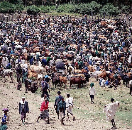 A large gathering of people at Senbetes livestock market, which is an important weekly market close to the western scarp of the Abyssinian Rift.Afar nomads from the low-lying arid regions of Eastern Ethiopia trek long distances there to barter with Amhara and Oromo farmers living in the fertile highlands.Agriculture forms the background of the country's economy with 90 percent of its population ea Stock Photo - Rights-Managed, Code: 862-03820394