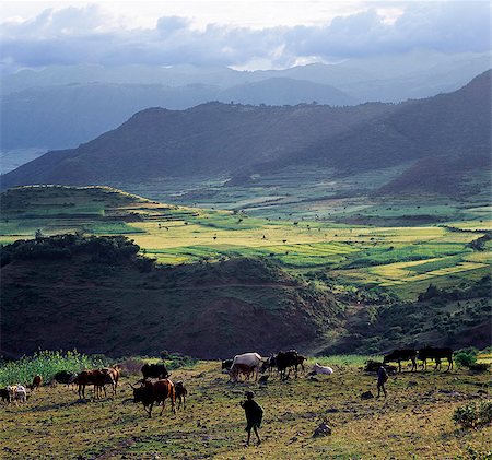 simsearch:862-06542578,k - A view of spectacular mountain scenery between Senbete and Kombolcha.Ethiopia is a land of vast horizons and dramatic scenery. The weathered mountains in the Ethiopian Highlands exhibit layer upon layer of volcanic material, which built the plateau into Africas most extensive upland region. Foto de stock - Con derechos protegidos, Código: 862-03820391