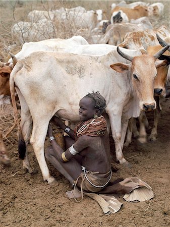 A Nyangatom woman milks her familys cows early in the morning. It is the sole responsibility of women and children to milk cows, Nyangatom men will never do so.The Nyangatom are one of the largest tribes and arguably the most warlike people living along the Omo River in Southwest Ethiopia. Stock Photo - Rights-Managed, Code: 862-03820534