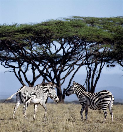 A common or Burchells zebra stands close to a Grevys zebra in Northern Kenya, clearly showing the difference between the two species. The Grevys zebra is the most northerly representative of the zebra family, it is listed by IUCN as an endangered species. Foto de stock - Con derechos protegidos, Código: 862-03820684