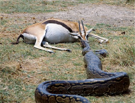 Having killed a Thomsons gazelle, a python drags it by the nose to a secure place where it will devour it out of sight from other predators and vultures.African pythons can reach a length of over twenty feet. They are not venomous,  rather relying on killing by constriction.They normally live near water. Fotografie stock - Rights-Managed, Codice: 862-03820686