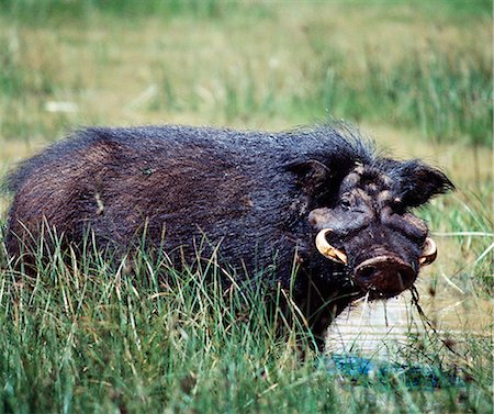 simsearch:862-03807710,k - A giant hog, or forest hog, in the Salient of the Aberdare National Park. Only discovered for science a hundred years ago, these heavily built, long haired hogs frequent upland forested areas and are rarely seen.Mature males weigh 100lb more than females. Foto de stock - Con derechos protegidos, Código: 862-03820687