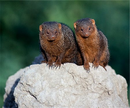 simsearch:862-03731563,k - Two dwarf mongooses on top of a termite mound, which serves as their den. Their colouring is very varied, ranging from tan to dark brown.The dwarf mongoose is the smallest African carnivore and lives in packs of up to twenty individuals with a dominant breeding pair in each pack. Foto de stock - Con derechos protegidos, Código: 862-03820688