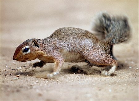 simsearch:862-03366557,k - An unstriped ground squirrel.Unlike other members of the squirrel family, ground squirrels rarely climb trees.They frequently stand upright to get a better view of their surroundings but in times of danger they bolt for their burrows. Foto de stock - Con derechos protegidos, Código: 862-03820689