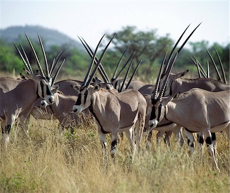 A herd of oryx  in the Samburu National Reserve of Northern Kenya.The distinctive markings and long straight horns of these fine antelopes set them apart from other animals of the northern plains.They inhabit arid areas, feeding on grass and browse. Stock Photo - Rights-Managed, Code: 862-03820680