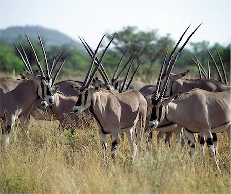 simsearch:862-03366450,k - Un troupeau d'oryx dans les marques distinctives de Samburu National Reserve des Kenya.The du Nord et des cornes droites de ces antilopes fines les distinguent des autres animaux de la plaine nordique.Ils vivent dans les zones arides, se nourrissant d'herbe et de parcourir. Photographie de stock - Rights-Managed, Code: 862-03820680