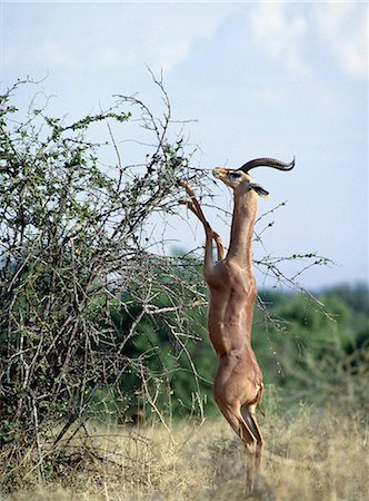 simsearch:862-03289561,k - A male gerenuk feeding in the Samburu National Reserve of Northern Kenya.Strictly browsers, gerenuk can often been seen feeding on branches six feet high by standing on their wedge shaped hooves, supported by their strong hind legs.Well adapted to semi arid lands, they can withstand waterless conditions with ease. Foto de stock - Con derechos protegidos, Código: 862-03820681