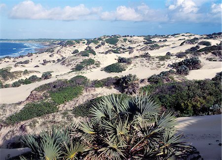 simsearch:862-03366742,k - Sand dunes and an unspoilt beach west of Shela, formerly a small hamlet with an unhurried pace of life forty five minutes walk from Lamu town. Development in recent years has turned Shela into a popular tourist resort but the beach is still unspoilt.Situated 150 miles north northeast of Mombasa, Lamu town dates from the 15th century AD. Stock Photo - Rights-Managed, Code: 862-03820730