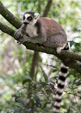 A ring tailed lemur in the Canyon des makis, Isalo National Park. Situated in cattle owning Bara country of Southern Madagascar,  Isalo National Park is deservedly popular for its sculptured canyons, natural rock pools, rare endemic plants and beautiful lemurs.Lemurs belong to a group of primates called the prosimians, meaning before monkeys. Stock Photo - Rights-Managed, Code: 862-03820815