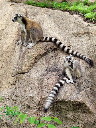 Ring tailed lemurs in the Anja community sanctuary, a very successful small project started with WWF assistance three years ago.Situated in cattle owning Bara country of Southern Madagascar, the huge inselbergs in the sanctuary are known as The Three Sisters. Stock Photo - Rights-Managed, Code: 862-03820816