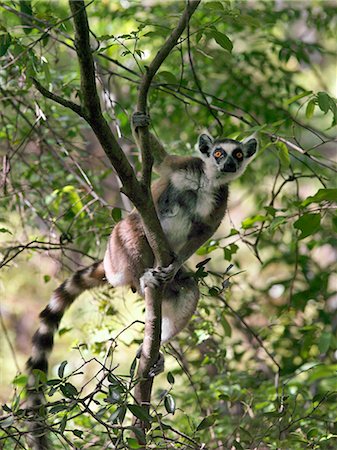 simsearch:862-03367281,k - A ring tailed lemur in the Canyon des makis, Isalo National Park. Situated in cattle owning Bara country of Southern Madagascar,  Isalo National Park is deservedly popular for its sculptured canyons, natural rock pools, rare endemic plants and beautiful lemurs.Lemurs belong to a group of primates called the prosimians, meaning before monkeys. Foto de stock - Con derechos protegidos, Código: 862-03820813