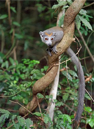 simsearch:862-03367305,k - A female crowned lemur  in the 18,000ha Ankarana Special Reserve.These lemurs are only found in Northern Madagascar Lemurs belong to a group of primates called the prosimians, meaning before monkeys. Foto de stock - Con derechos protegidos, Código: 862-03820840