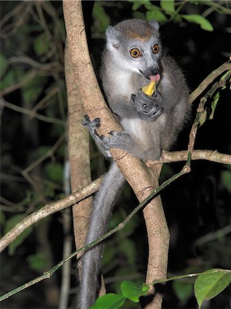 A female crowned lemur  in the 18,000ha Ankarana Special Reserve.These lemurs are only found in Northern Madagascar Lemurs belong to a group of primates called the prosimians, meaning before monkeys. Stock Photo - Rights-Managed, Code: 862-03820842