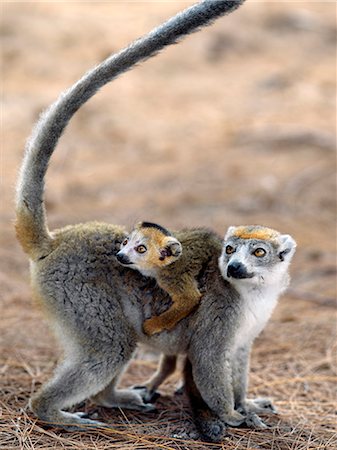 simsearch:862-03367281,k - Mâle couronné lémuriens près de Diego-Suarez.Ces lémuriens ne se trouvent dans les Madagascar.Lemurs du Nord appartiennent à un groupe de primates appelé les prosimiens, c'est-à-dire avant les singes.Partout dans le monde sauf Madagascar, singes remplacent les 35 millions d'années. Photographie de stock - Rights-Managed, Code: 862-03820843