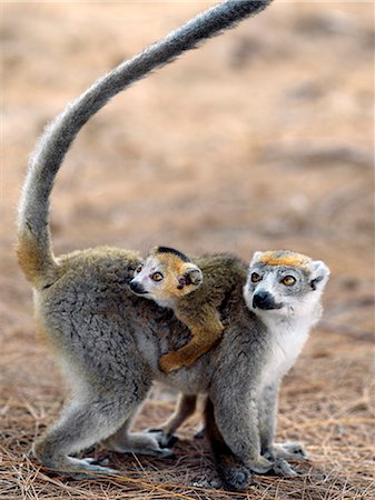 simsearch:862-03367284,k - Male crowned lemurs  near Antsiranana .These lemurs are only found in Northern Madagascar.Lemurs belong to a group of primates called the prosimians, meaning before monkeys.Everywhere in the world except Madagascar, monkeys replaced them 35 million years ago. Foto de stock - Con derechos protegidos, Código: 862-03820843