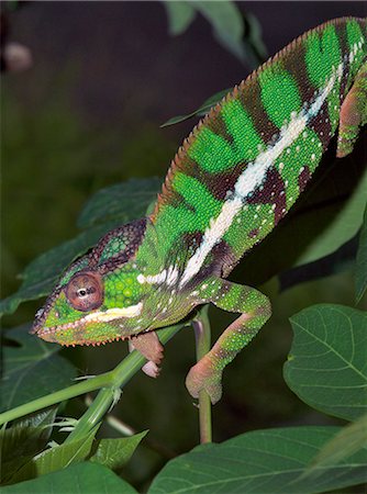 simsearch:862-03711632,k - A male panther chameleon in non breeding colours.Madagascar is synonymous with these magnificent old world reptiles.Two thirds of all known species are native to the island, the fourth largest in the world.A chameleons ability to change colour and swivel its eyes 180 degrees makes it a reptile of considerable fascination. Stock Photo - Rights-Managed, Code: 862-03820852