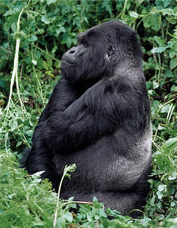 simsearch:862-05999049,k - A male mountain gorilla known as a silverback feeds in the Volcanoes National Park. 21 year old Ryango is the second ranking male of the 9 strong Sabyinyo group whose permanent territory lies on a saddle between Mount Sabyinyo and Mount Gahinga. Foto de stock - Con derechos protegidos, Código: 862-03820918