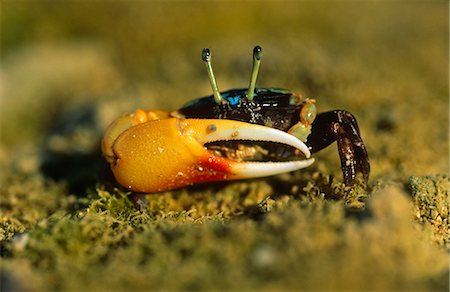 Philippines, Negros Island, Danjugan.A fiddler crab, sometimes known as a calling crab, may be any of approximately 97 species of semi terrestrial marine crabs within the genus Uca.Found in mangroves and on sandy or muddy beaches of West Africa, the Western Atlantic, Eastern Pacific and Indo Pacific. Stock Photo - Rights-Managed, Code: 862-03820910