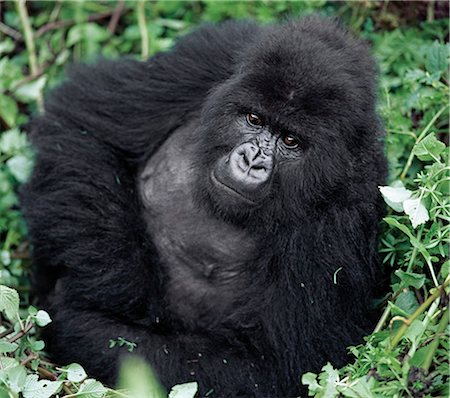 parc national des volcans - A male mountain gorilla known as a silverback feeds in the Volcanoes National Park.This gorilla belongs to the 36 strong Susa group whose permanent territory lies high on Mount Karisoke.Susa is the second largest group of mountain gorillas in the world. Stock Photo - Rights-Managed, Code: 862-03820920