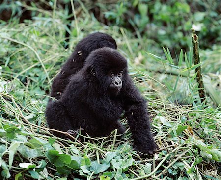 simsearch:862-05999049,k - Les gorilles de montagne bébé jouent dans le Parc National des volcans. Ils appartiennent au groupe 36strong Susa permanent dont le territoire se trouve haut sur Mont Karisoke. Susa est le deuxième plus grand groupe de gorilles de montagne dans le monde. Photographie de stock - Rights-Managed, Code: 862-03820921