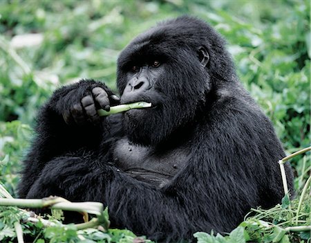 parc national des volcans - A male mountain gorilla known as a silverback feeds in the Volcanoes National Park.This gorilla belongs to the 36 strong Susa group whose permanent territory lies high on Mount Karisoke.Susa is the second largest group of mountain gorillas in the world. Stock Photo - Rights-Managed, Code: 862-03820922