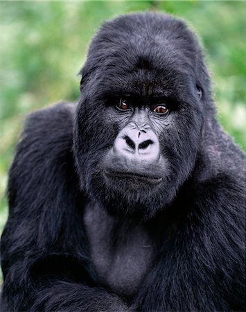 parc national des volcans - A male mountain gorilla known as a silverback feeds in the Volcanoes National Park.This gorilla belongs to the 36 strong Susa group whose permanent territory lies high on Mount Karisoke.Susa is the second largest group of mountain gorillas in the world. Stock Photo - Rights-Managed, Code: 862-03820923