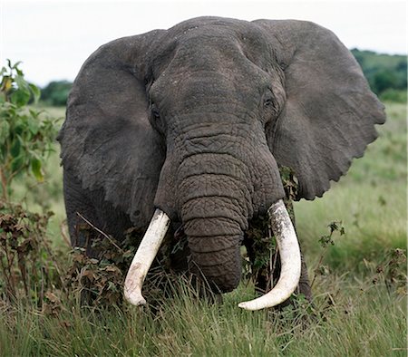 A fine bull elephant feeds along the rim of the world famous Ngorongoro Crater.The craters 102 square mile floor and the surrounding highlands are spectacular for wildlife. Stock Photo - Rights-Managed, Code: 862-03821025