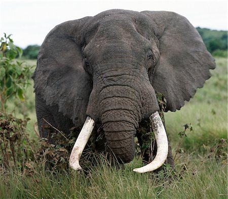 simsearch:862-03820683,k - A fine bull elephant feeds along the rim of the world famous Ngorongoro Crater.The craters 102 square mile floor and the surrounding highlands are spectacular for wildlife. Foto de stock - Con derechos protegidos, Código: 862-03821025