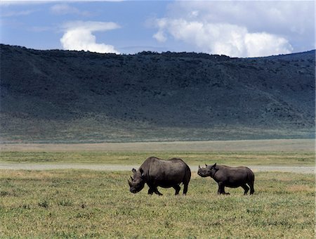 simsearch:862-03888729,k - Une mère rhinocéros noir et la progéniture est éclipsé par leur environnement dans le monde célèbre cratère de Ngorongoro. Le plancher de 102 mètres carrés de cratères est spectaculaire pour la faune. Photographie de stock - Rights-Managed, Code: 862-03821028