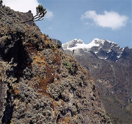 simsearch:862-03808741,k - Mount Stanley from the top of the Scott Elliot Pass.Tree Senecios, or Giant Groundsels and everlasting flowers, flourish at this altitude.Margherita Peak of Mount Stanley is the highest of the Rwenzori Mountain Range. Foto de stock - Direito Controlado, Número: 862-03821034