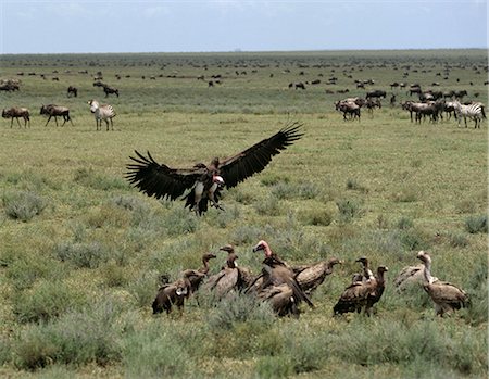 A white headed vulture flies in to join other vultures in demolishing the remains of a kill on plains teeming with wildlife near the boundary of the Ngorongoro Conservation Area near Ndutu and the Serengeti National Park. Stock Photo - Rights-Managed, Code: 862-03821030