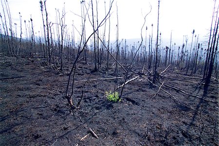 feu de forêt - USA, Alaska.During feux de l'été 2004, forêt ravagées de grandes sections d'intérieur Alaska.The limite incendie a brûlé plus de 500 000 acres au nord et à l'est de Fairbanks. Photographie de stock - Rights-Managed, Code: 862-03821048