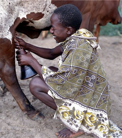 Long horned Ankole cattle are prized among the people of southwest Uganda and Rwanda.The Bayarwanda speaking people living close to the Rwanda border use an unusual bell-shaped wooden pot, called ekyanzi, for storing fresh milk. Foto de stock - Con derechos protegidos, Código: 862-03821042