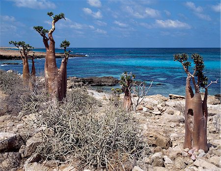 simsearch:862-03437916,k - Socotra Island is about 87 miles long and between 25 and 31 miles wide, covering an area of 1,400 square miles.Socotran Desert Roses thriving on limestone rock along the Hala Coast are larger and exhibit more swollen trunks than the species that grow on the African mainland. Foto de stock - Con derechos protegidos, Código: 862-03821052