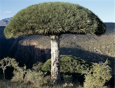 Umbrella shaped Dragons Blood Trees are endemic to Socotra Island and flourish above 3,000 feet.Their closest relative is found the other side of the African continent in the Canary Islands.The bright red resin of the Dragon's blood Tree is harvested every three to four years and exported as a natural dye. Stock Photo - Rights-Managed, Code: 862-03821064