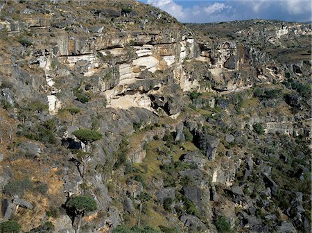 simsearch:862-03437916,k - Umbrella shaped Dragons Blood Trees grow in limestone cliffs on the steep sides of the Diharo Wadi in the Dixam area of the Haghir Mountains.These spectacular trees are endemic to Socotra Island and flourish above 3,000 feet.. Foto de stock - Con derechos protegidos, Código: 862-03821065