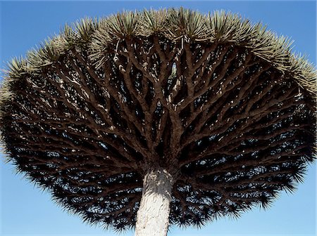 simsearch:862-03437916,k - The intricate branch structure of an umbrella-shaped Dragons Blood Tree in the Dixam area of the Haghir Mountains.These spectacular trees are endemic to Socotra Island and flourish above 3,000 feet.The bright red resin of the Dragon's blood Tree is harvested every three to four years and exported as a natural dye. Foto de stock - Con derechos protegidos, Código: 862-03821066