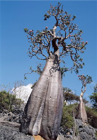 simsearch:862-03437916,k - Socotra Island is about 87 miles long and between 25 and 31 miles wide, covering an area of 1,400 square miles. Socotran Desert Roses thriving here on limestone rock in the Haghir Mountains are larger and exhibit more swollen trunks than the species that grow on mainland Africa. Foto de stock - Con derechos protegidos, Código: 862-03821067