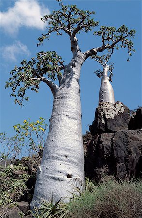 simsearch:862-03437916,k - A Cucumber tree grows in limestone rock in the Dixam area of the Haghir Mountains. This strange endemic species with its swollen trunk and cucumber-like fruit is one of the islands most bizarre botanical curiosities. Foto de stock - Con derechos protegidos, Código: 862-03821068