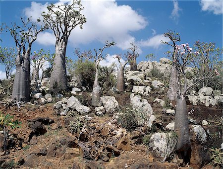 simsearch:862-03437916,k - Numerous Socotran Desert Roses grow alongside Socotran Aloes on a rocky outcrop in the Haghir Mountains. Although Desert roses are widespread in Arabia and Africa, the Socotran sub species is larger and has a more swollen trunk than those found elsewhere. Foto de stock - Con derechos protegidos, Código: 862-03821069