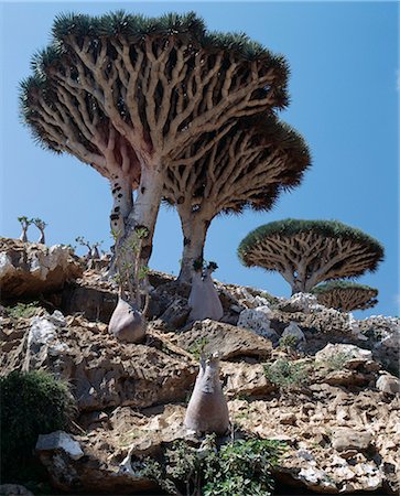 simsearch:862-03437916,k - Endemic Dragons Blood Trees grow among Socotran Desert Roses in the Homhil Mountains.The closest relative of the Dragons Blood Tree is found the other side of the African continent in the Canary Islands.The bright red resin of the Dragon's blood Tree is harvested every three to four years and exported as a natural dye. Foto de stock - Con derechos protegidos, Código: 862-03821060