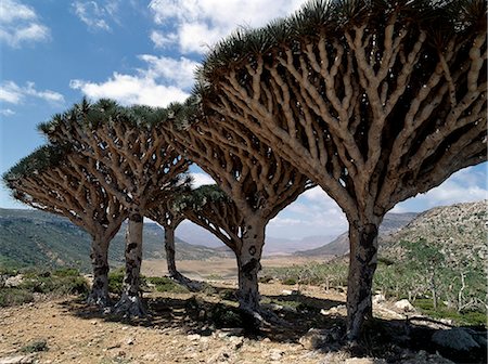 simsearch:862-03437916,k - Endemic Dragons Blood Trees grow among Socotran Desert Roses in the Homhil Mountains.The closest relative of the Dragons Blood Tree is found the other side of the African continent in the Canary Islands.The bright red resin of the Dragon's blood Tree is harvested every three to four years and exported as a natural dye. Foto de stock - Con derechos protegidos, Código: 862-03821061